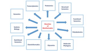 Genomics
Transcriptomics
Branches
of
Bioinformatics
Proteomics
Systems
Biology
Functional
Genomics
Metabolomics
Structural
Genomics
Nutritional
Genomics
Cheminformatics Glycomics
Molecular
Phylogeny
 