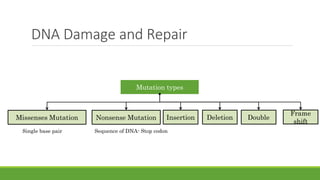 Bioinformatics-Lec+4-DNADamage-and-Repair.pptx