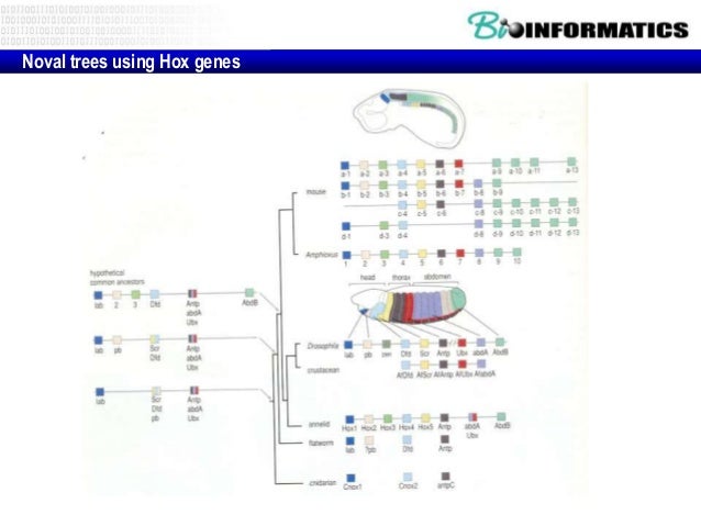 what is phylogenetic analysis in bioinformatics