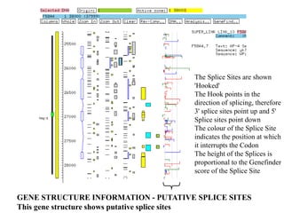 Splice Position Bioinformatics t8-go-hmm v2014 | PPTX