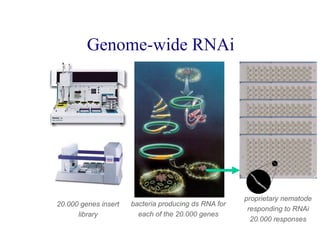 Genome-wide RNAi

RNAI vector

20.000 genes insert
library

bacteria producing ds RNA for
each of the 20.000 genes

proprietary nematode
responding to RNAi
20.000 responses

 