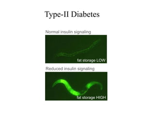 Type-II Diabetes
Normal insulin signaling

fat storage LOW

Reduced insulin signaling

fat storage HIGH

 