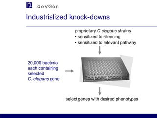 Industrialized knock-downs
proprietary C.elegans strains
• sensitized to silencing
• sensitized to relevant pathway

20,000 bacteria
each containing
selected
C. elegans gene

select genes with desired phenotypes

 