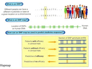 Hapmap

 