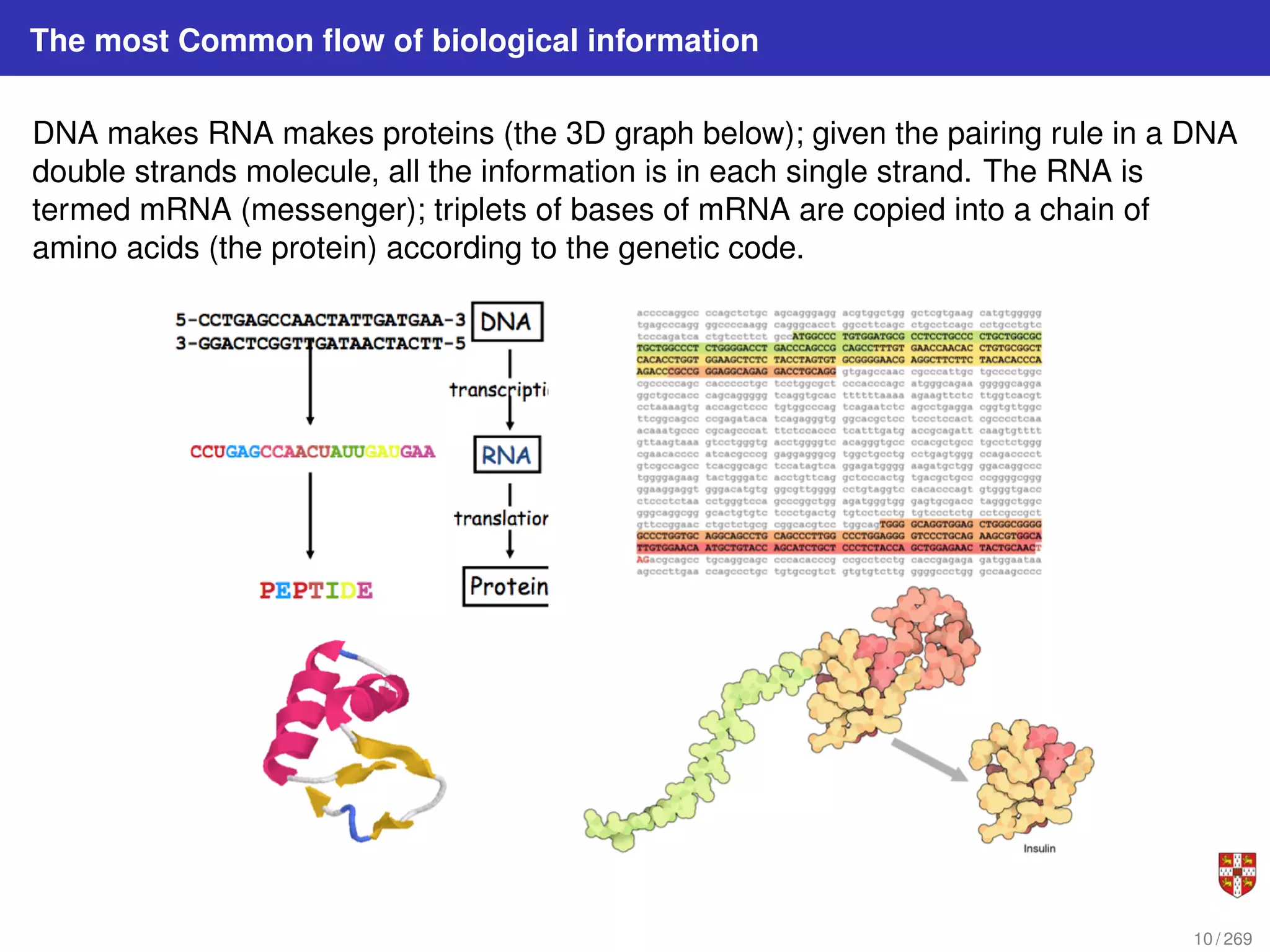 The most Common flow of biological information
DNA makes RNA makes proteins (the 3D graph below); given the pairing rule in a DNA
double strands molecule, all the information is in each single strand. The RNA is
termed mRNA (messenger); triplets of bases of mRNA are copied into a chain of
amino acids (the protein) according to the genetic code.
10 / 269
 