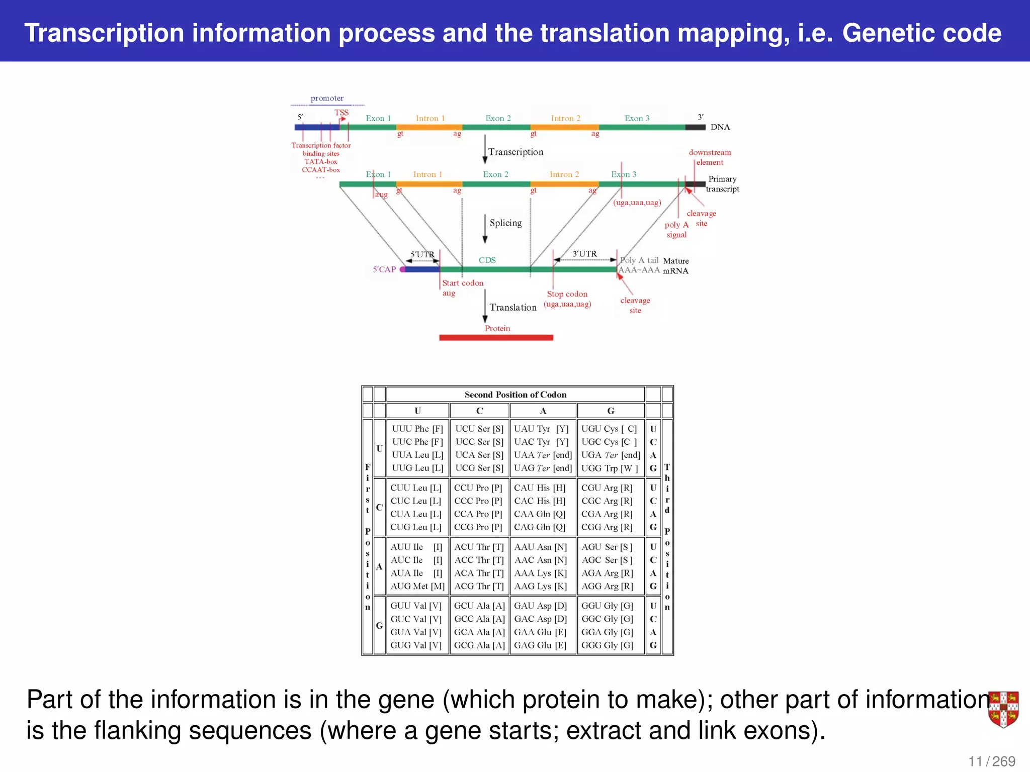 Transcription information process and the translation mapping, i.e. Genetic code
Part of the information is in the gene (which protein to make); other part of information
is the flanking sequences (where a gene starts; extract and link exons).
11 / 269
 