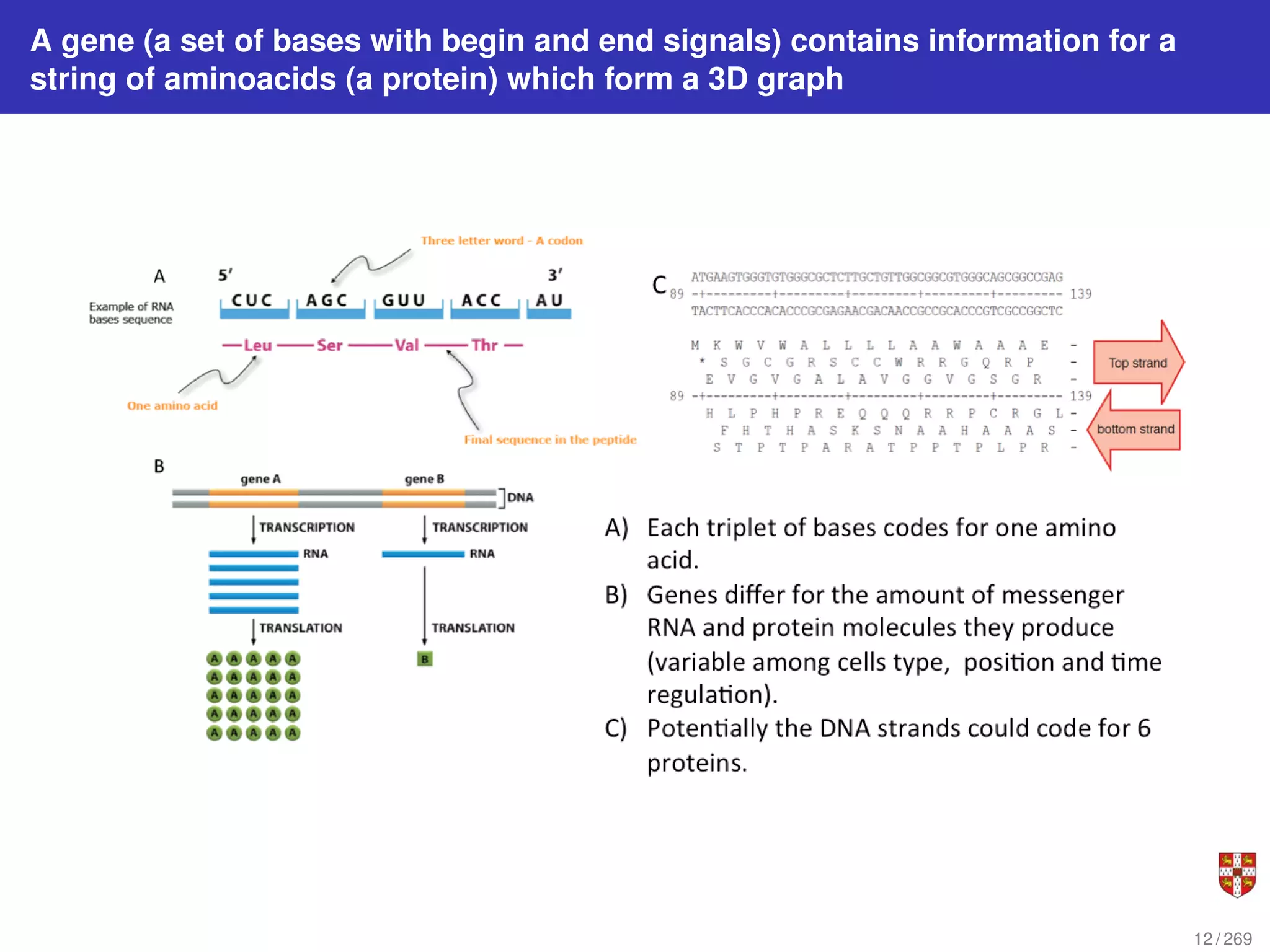 A gene (a set of bases with begin and end signals) contains information for a
string of aminoacids (a protein) which form a 3D graph
12 / 269
 
