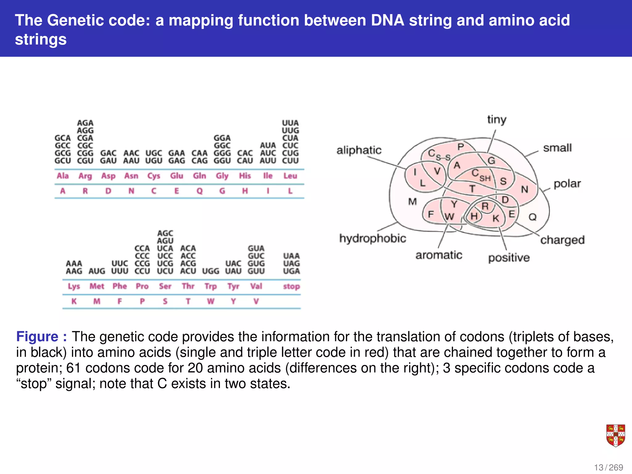 The Genetic code: a mapping function between DNA string and amino acid
strings
Figure : The genetic code provides the information for the translation of codons (triplets of bases,
in black) into amino acids (single and triple letter code in red) that are chained together to form a
protein; 61 codons code for 20 amino acids (differences on the right); 3 specific codons code a
“stop” signal; note that C exists in two states.
13 / 269
 