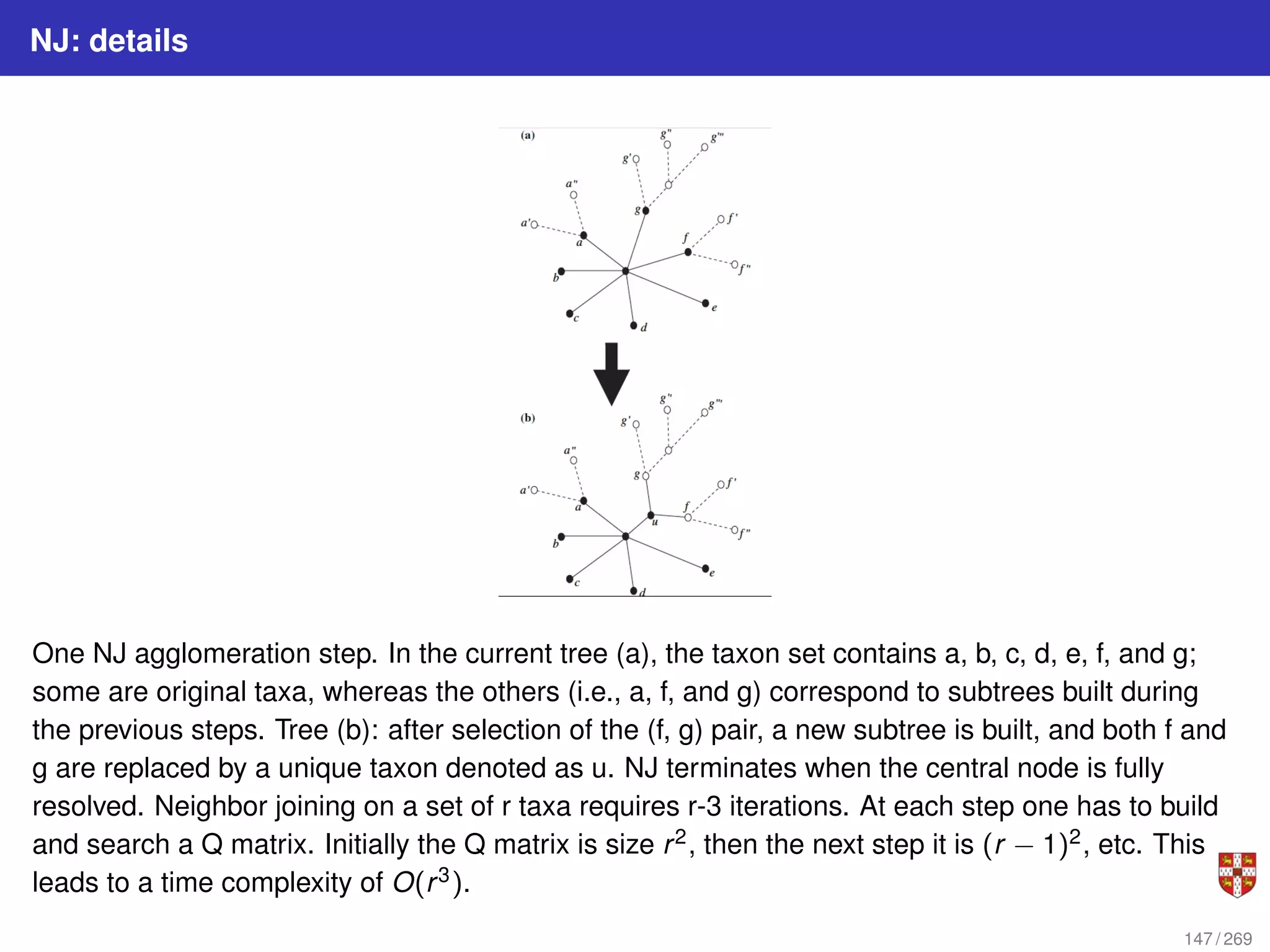 NJ: details
One NJ agglomeration step. In the current tree (a), the taxon set contains a, b, c, d, e, f, and g;
some are original taxa, whereas the others (i.e., a, f, and g) correspond to subtrees built during
the previous steps. Tree (b): after selection of the (f, g) pair, a new subtree is built, and both f and
g are replaced by a unique taxon denoted as u. NJ terminates when the central node is fully
resolved. Neighbor joining on a set of r taxa requires r-3 iterations. At each step one has to build
and search a Q matrix. Initially the Q matrix is size r2, then the next step it is (r − 1)2, etc. This
leads to a time complexity of O(r3).
147 / 269
 