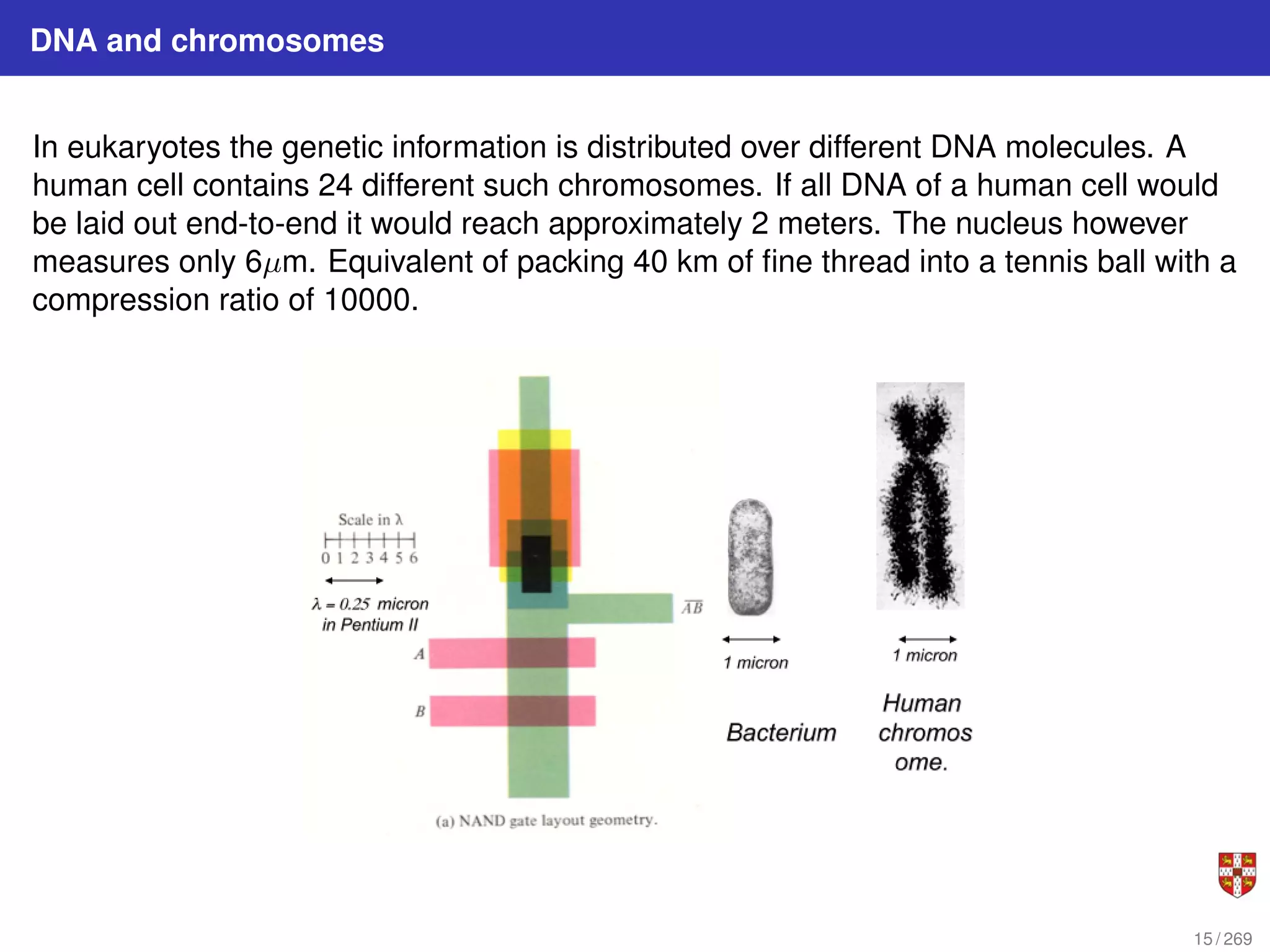 DNA and chromosomes
In eukaryotes the genetic information is distributed over different DNA molecules. A
human cell contains 24 different such chromosomes. If all DNA of a human cell would
be laid out end-to-end it would reach approximately 2 meters. The nucleus however
measures only 6µm. Equivalent of packing 40 km of fine thread into a tennis ball with a
compression ratio of 10000.
15 / 269
 