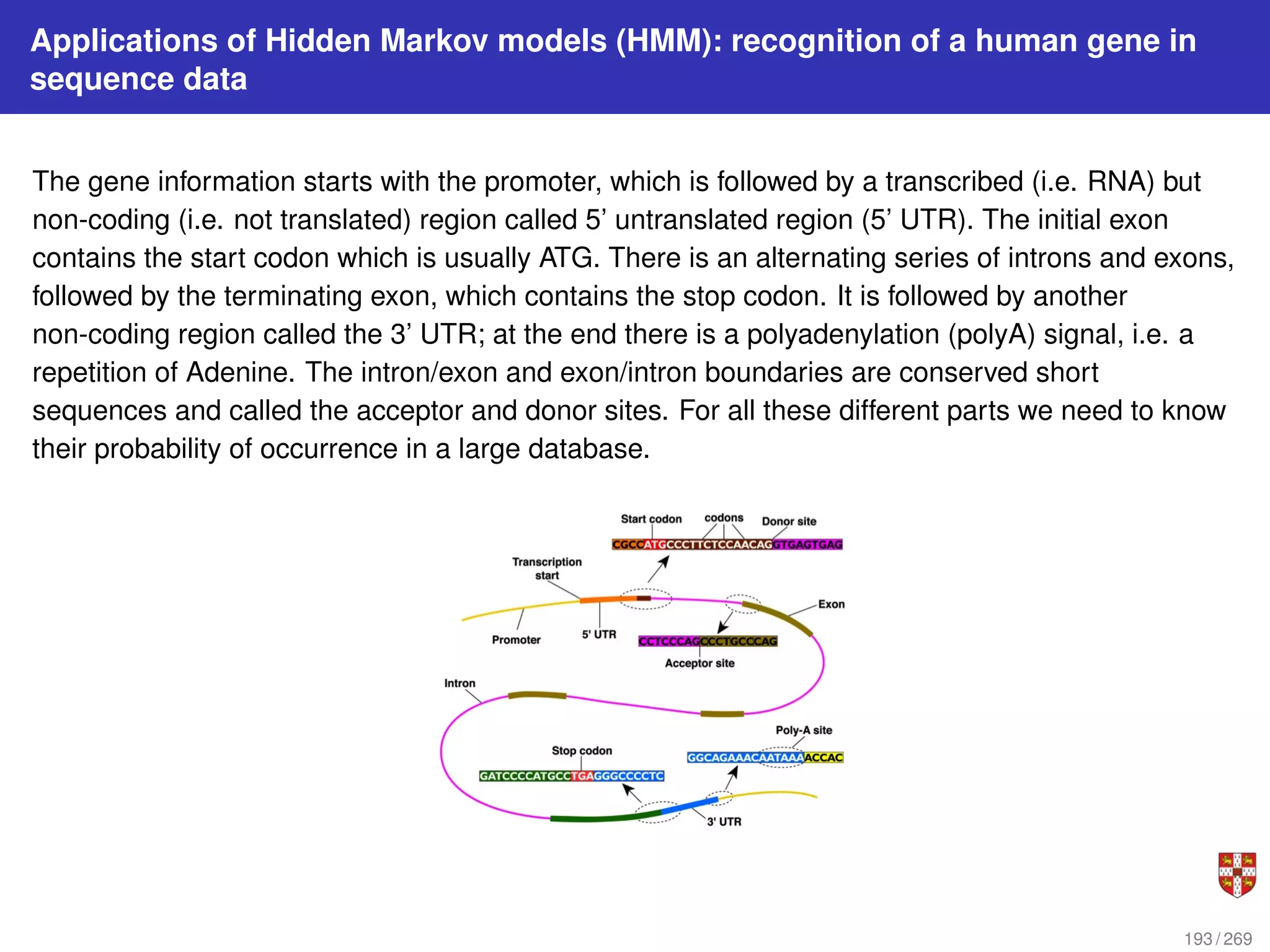 Applications of Hidden Markov models (HMM): recognition of a human gene in
sequence data
The gene information starts with the promoter, which is followed by a transcribed (i.e. RNA) but
non-coding (i.e. not translated) region called 5’ untranslated region (5’ UTR). The initial exon
contains the start codon which is usually ATG. There is an alternating series of introns and exons,
followed by the terminating exon, which contains the stop codon. It is followed by another
non-coding region called the 3’ UTR; at the end there is a polyadenylation (polyA) signal, i.e. a
repetition of Adenine. The intron/exon and exon/intron boundaries are conserved short
sequences and called the acceptor and donor sites. For all these different parts we need to know
their probability of occurrence in a large database.
193 / 269
 
