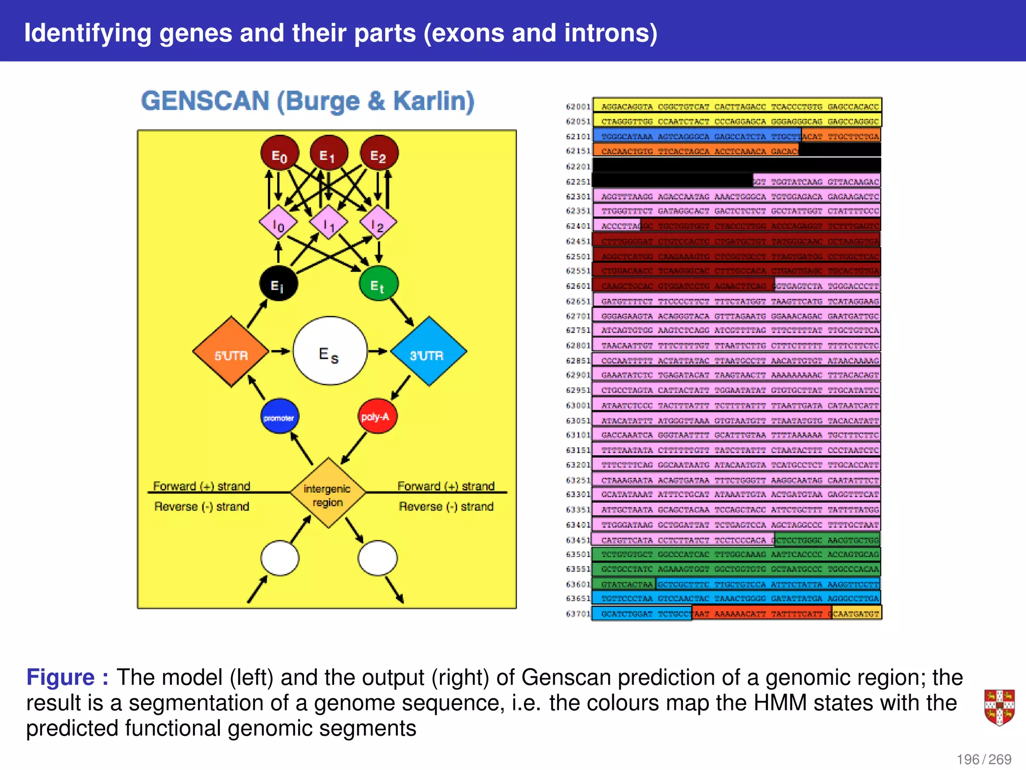 Identifying genes and their parts (exons and introns)
Figure : The model (left) and the output (right) of Genscan prediction of a genomic region; the
result is a segmentation of a genome sequence, i.e. the colours map the HMM states with the
predicted functional genomic segments
196 / 269
 