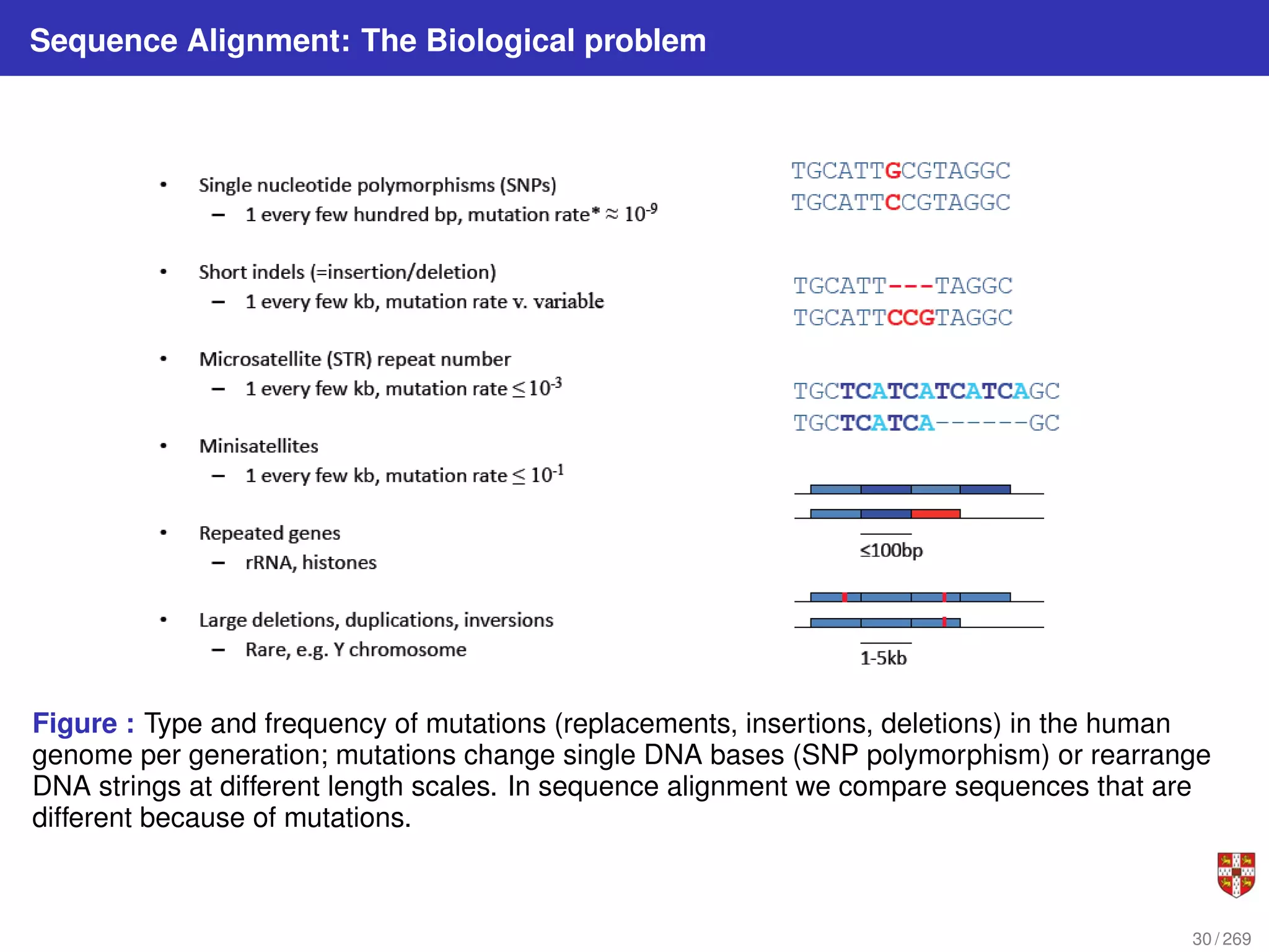 Sequence Alignment: The Biological problem
Figure : Type and frequency of mutations (replacements, insertions, deletions) in the human
genome per generation; mutations change single DNA bases (SNP polymorphism) or rearrange
DNA strings at different length scales. In sequence alignment we compare sequences that are
different because of mutations.
30 / 269
 