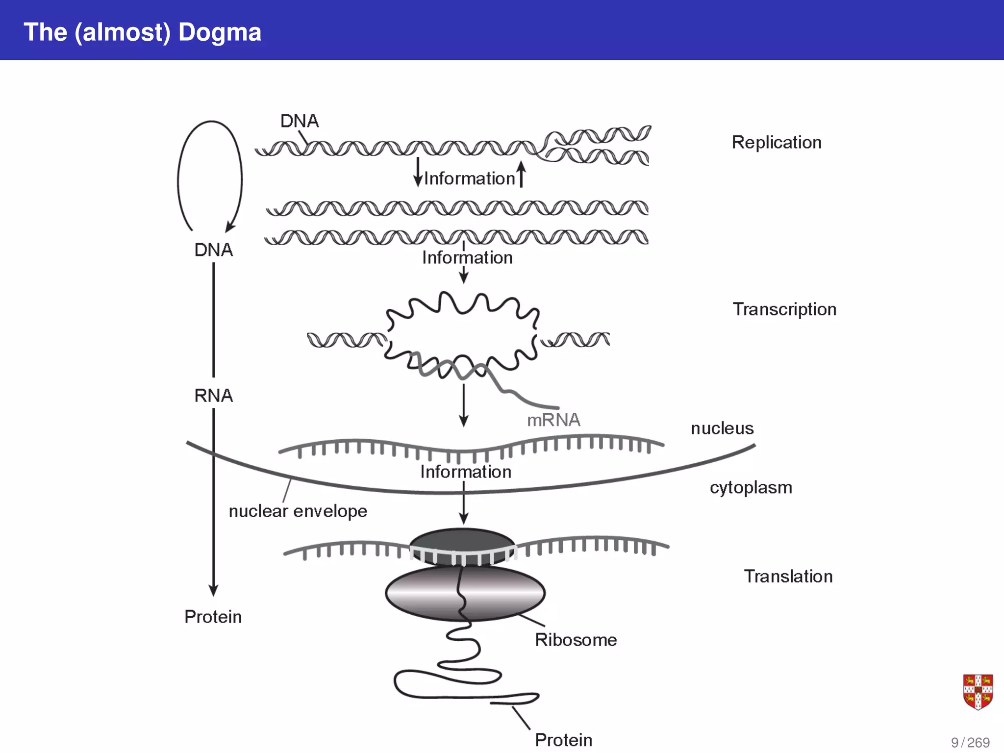 The (almost) Dogma
9 / 269
 