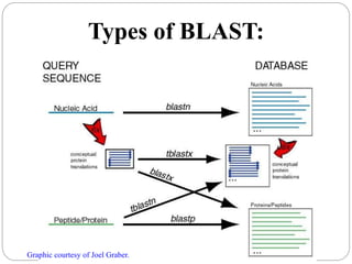 Types of BLAST:
Graphic courtesy of Joel Graber.
 