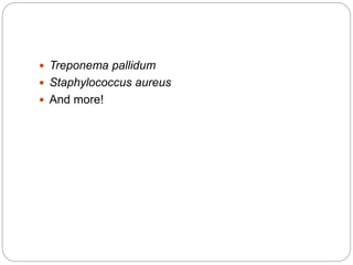  Treponema pallidum
 Staphylococcus aureus
 And more!
 