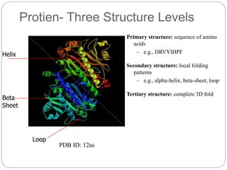 Protien- Three Structure Levels
Beta
Sheet
Helix
Loop
PDB ID: 12as
Primary structure: sequence of amino
acids
– e.g., DRVYIHPF
Secondary structure: local folding
patterns
– e.g., alpha-helix, beta-sheet, loop
Tertiary structure: complete 3D fold
 
