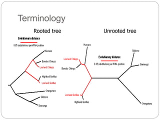 Terminology
Rooted tree Unrooted tree
 