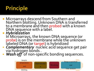  Microarrays descend from Southern and
Northern blotting. Unknown DNA is transferred
to a membrane and then probed with a known
DNA sequence with a label.
 Hybridization
In Microarrays, the known DNA sequence (or
probe) is on the membrane while the unknown
labeled DNA (or target) is hybridized
 Complementary nucleic acid sequence get pair
via hydrogen bonds .
 Wash off of non-specific bonding sequences.
 
