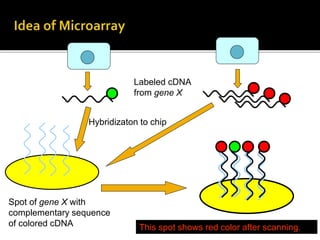 Cell A Cell B
Hybridizaton to chip
Labeled cDNA
from gene X
Spot of gene X with
complementary sequence
of colored cDNA This spot shows red color after scanning.
 