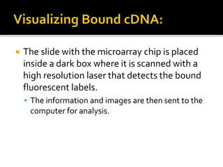  The slide with the microarray chip is placed
inside a dark box where it is scanned with a
high resolution laser that detects the bound
fluorescent labels.
 The information and images are then sent to the
computer for analysis.
 