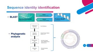 10
• BLAST
• Phylogenetic
analysis
 