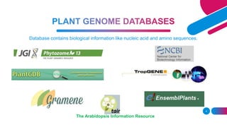 Database contains biological information like nucleic acid and amino sequences.
4
The Arabidopsis Information Resource
 