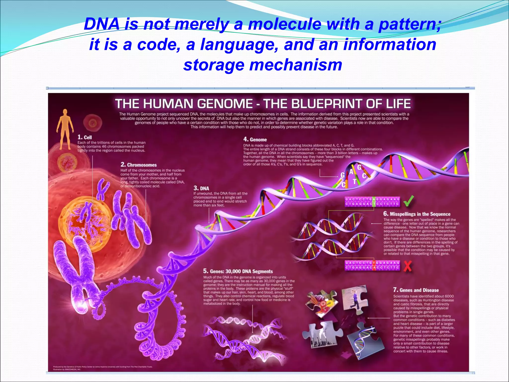 DNA is not merely a molecule with a pattern;
it is a code, a language, and an information
storage mechanism
 