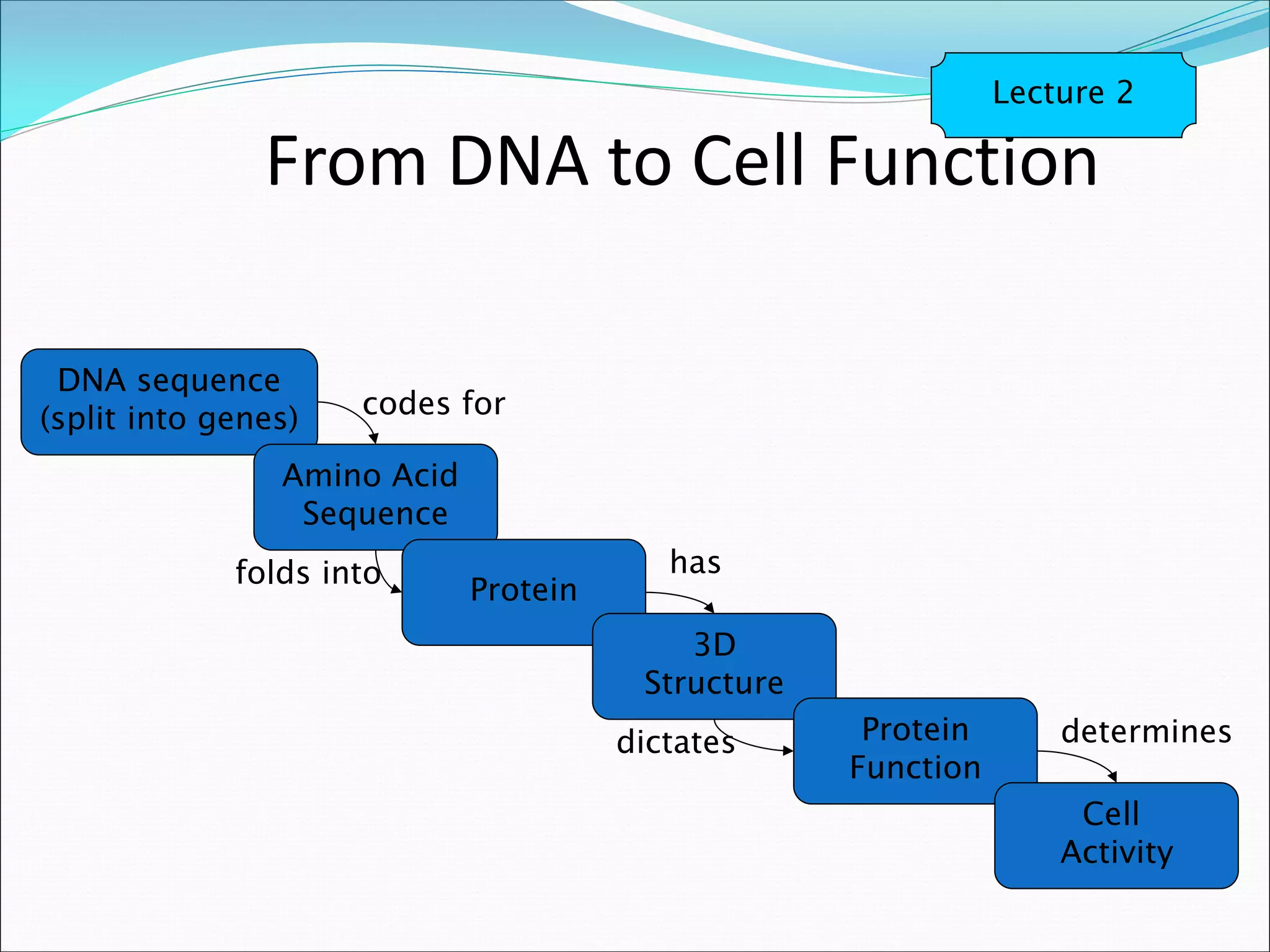 From DNA to Cell Function
DNA sequence
(split into genes)
Amino Acid
Sequence
Protein
3D
Structure
Protein
Function
Cell
Activity
codes for
folds into
dictates determines
has
Lecture 2
 