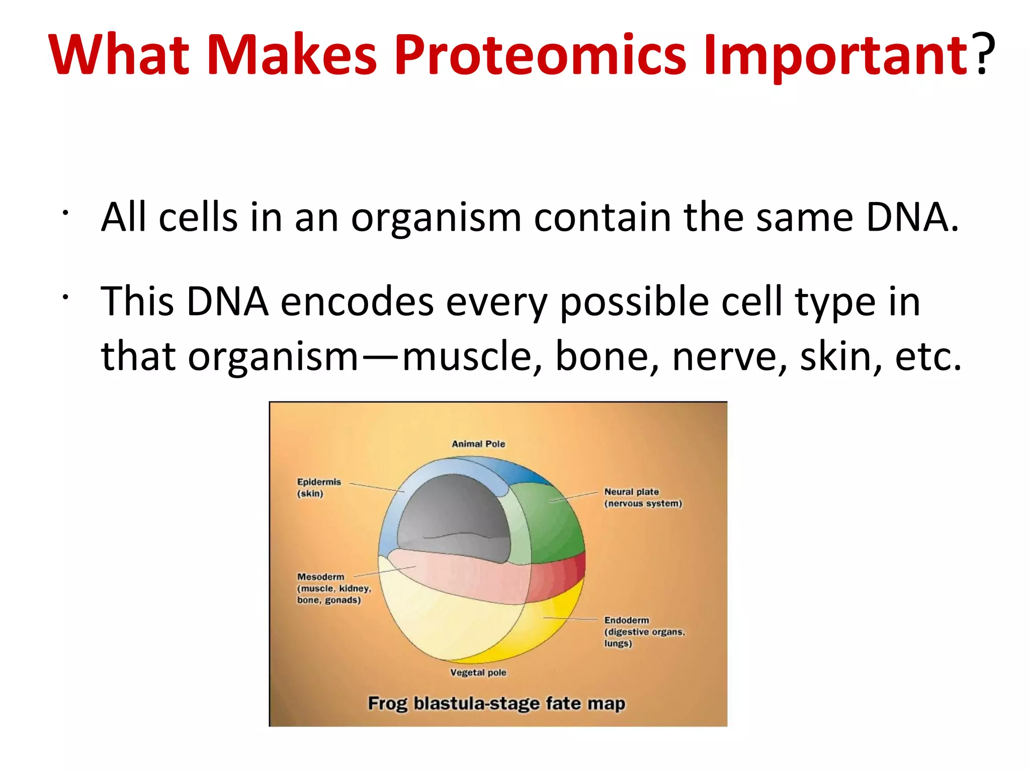 What Makes Proteomics Important ? All cells in an organism contain the same DNA. This DNA encodes every possible cell type in that organism—muscle, bone, nerve, skin, etc. 