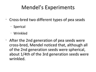 Mendel’s Experiments Cross-bred two different types of pea seads Sperical Wrinkled After the 2nd generation of pea seeds were cross-bred, Mendel noticed that, although all of the 2nd generation seeds were spherical,  about 1/4th of the 3rd generation seeds were wrinkled. 