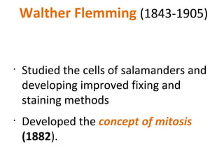 Walther Flemming  (1843-1905) Studied the cells of salamanders and developing improved fixing and staining methods Developed the  concept of mitosis  (1882 ). 
