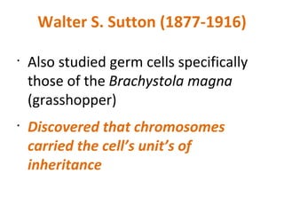 Walter S. Sutton (1877-1916) Also studied germ cells specifically those of the  Brachystola magna  (grasshopper) Discovered that chromosomes carried the cell’s unit’s of inheritance 