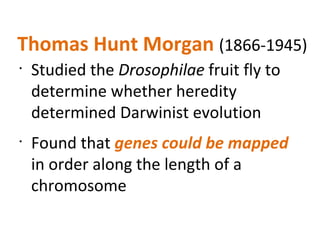 Thomas Hunt Morgan  (1866-1945) Studied the  Drosophilae  fruit fly to determine whether heredity determined Darwinist evolution Found that  genes could be mapped  in order along the length of a chromosome 