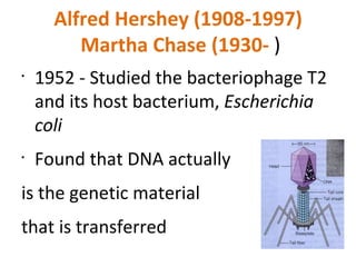 Alfred Hershey (1908-1997)  Martha Chase (1930-  ) 1952 - Studied the bacteriophage T2 and its host bacterium,  Escherichia coli   Found that DNA actually  is the genetic material  that is transferred 