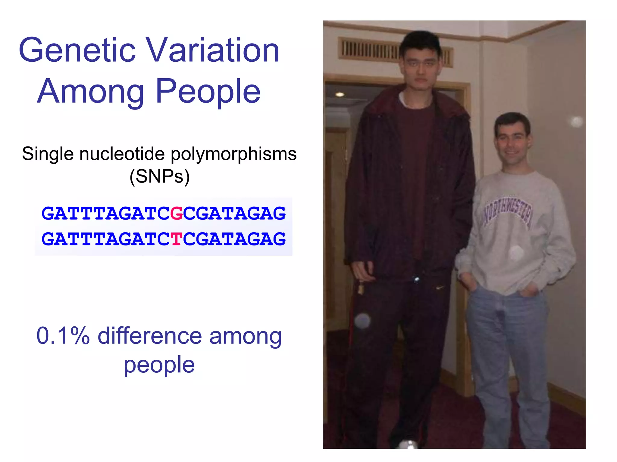 Genetic Variation
 Among People
Single nucleotide polymorphisms
            (SNPs)
  GATTTAGATCGCGATAGAG
  GATTTAGATCTCGATAGAG



 0.1% difference among
         people
 