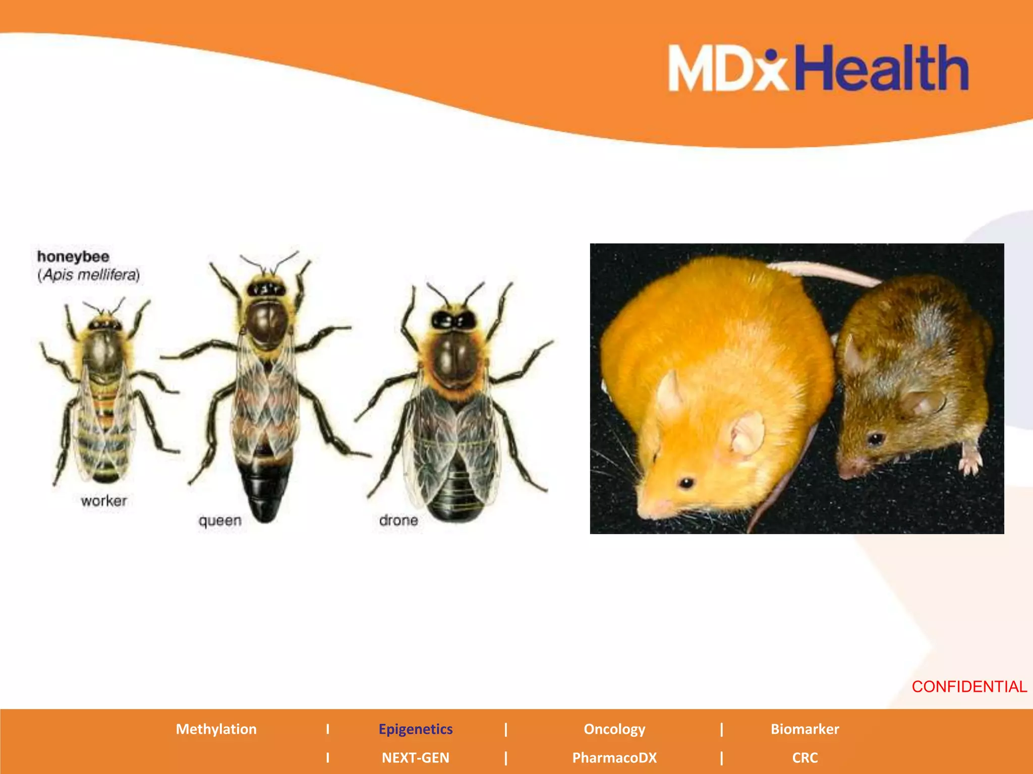 CONFIDENTIAL

Methylation   I   Epigenetics   |    Oncology    |   Biomarker
              I   NEXT-GEN      |   PharmacoDX   |     CRC
 