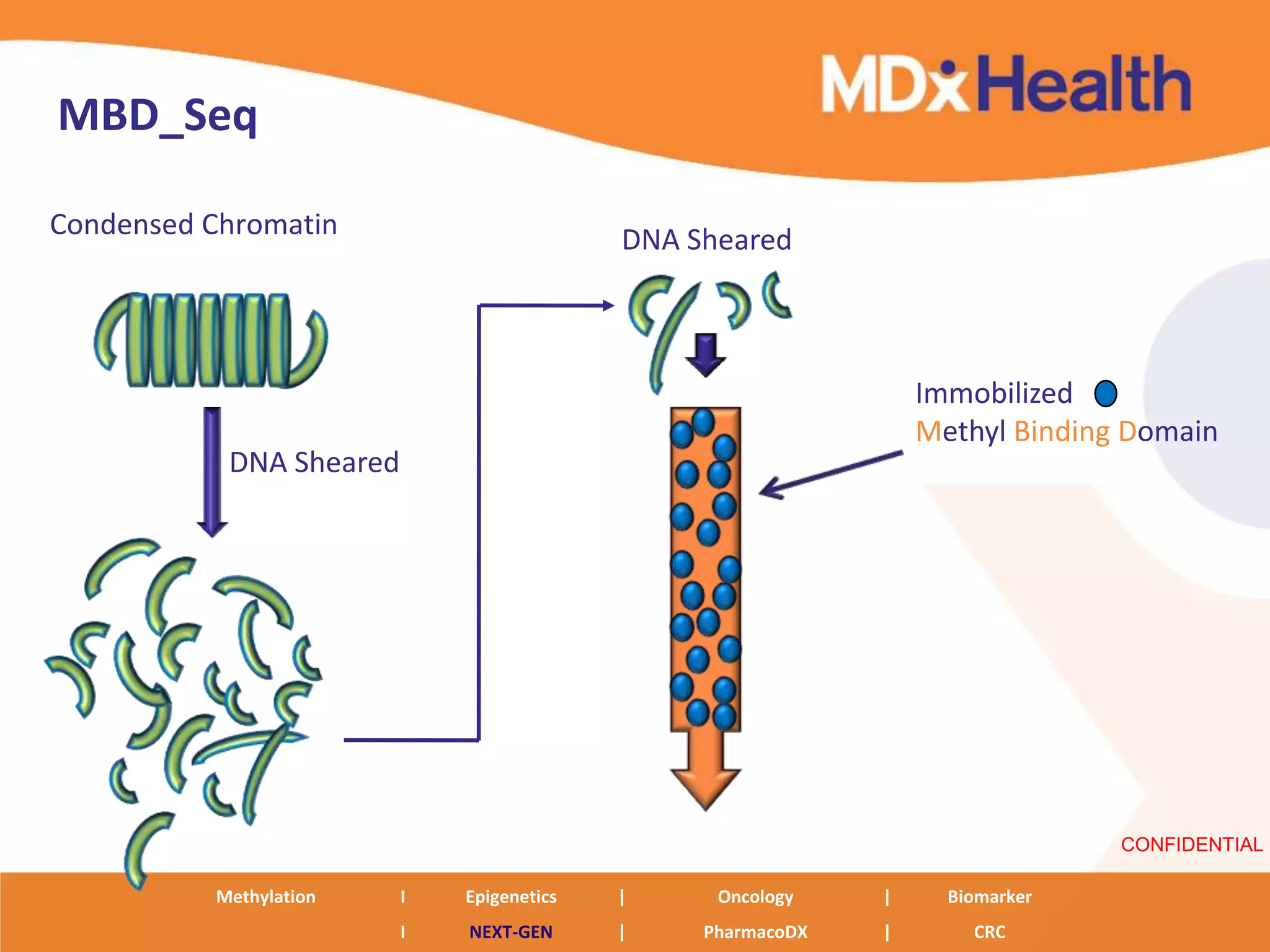 MBD_Seq

Condensed Chromatin                        DNA Sheared



                                                                 Immobilized
                                                                 Methyl Binding Domain
           DNA Sheared




                                                                               CONFIDENTIAL

          Methylation    I   Epigenetics   |     Oncology    |     Biomarker
                         I   NEXT-GEN      |    PharmacoDX   |       CRC
 