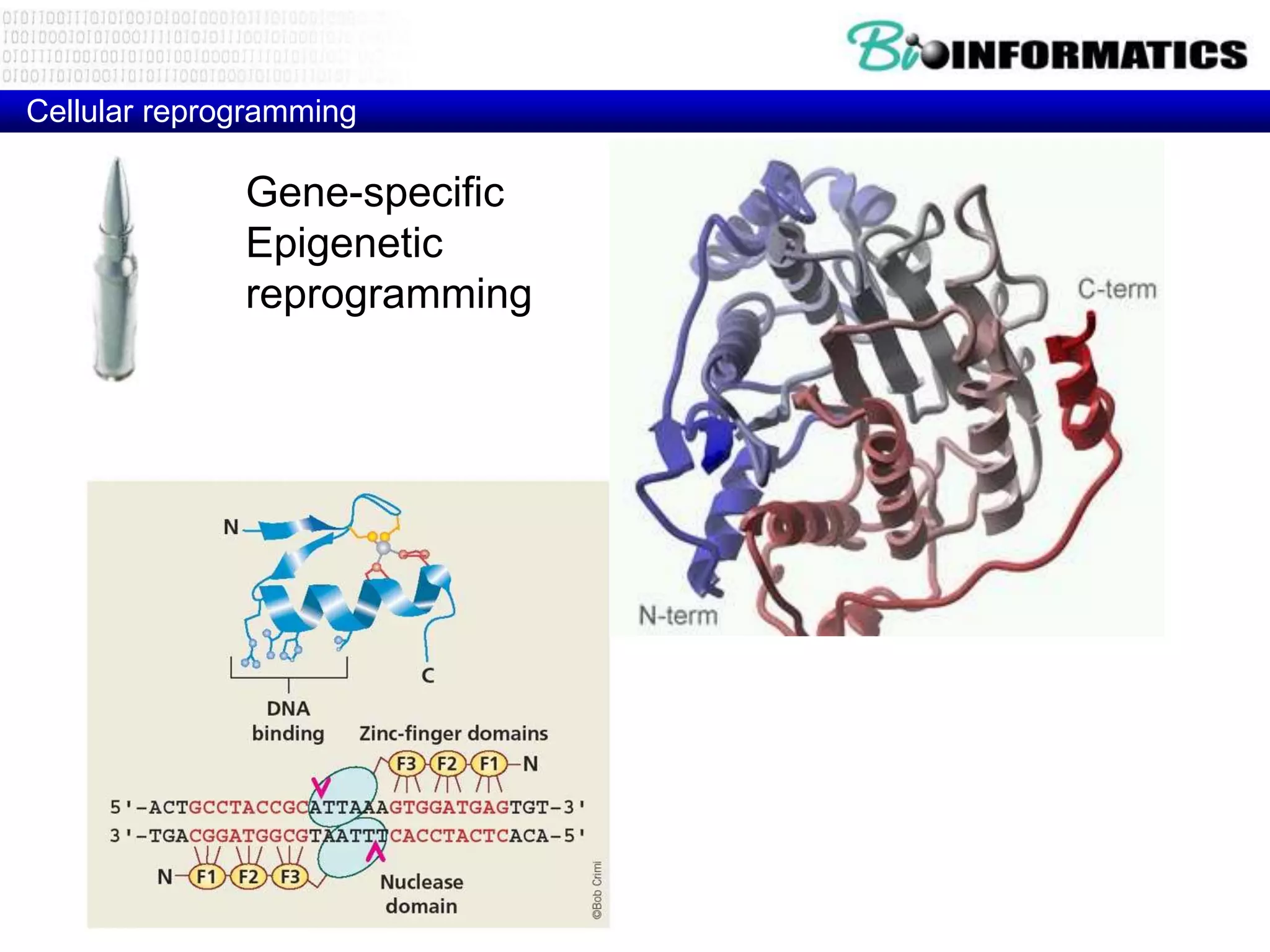 Cellular reprogramming

              Gene-specific
              Epigenetic
              reprogramming
 