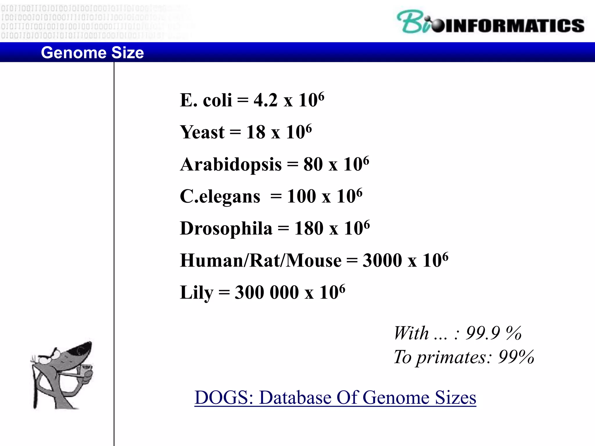 Genome Size

              E. coli = 4.2 x 106
              Yeast = 18 x 106
              Arabidopsis = 80 x 106
              C.elegans = 100 x 106
              Drosophila = 180 x 106
              Human/Rat/Mouse = 3000 x 106
              Lily = 300 000 x 106

                                       With ... : 99.9 %
                                       To primates: 99%

               DOGS: Database Of Genome Sizes
 