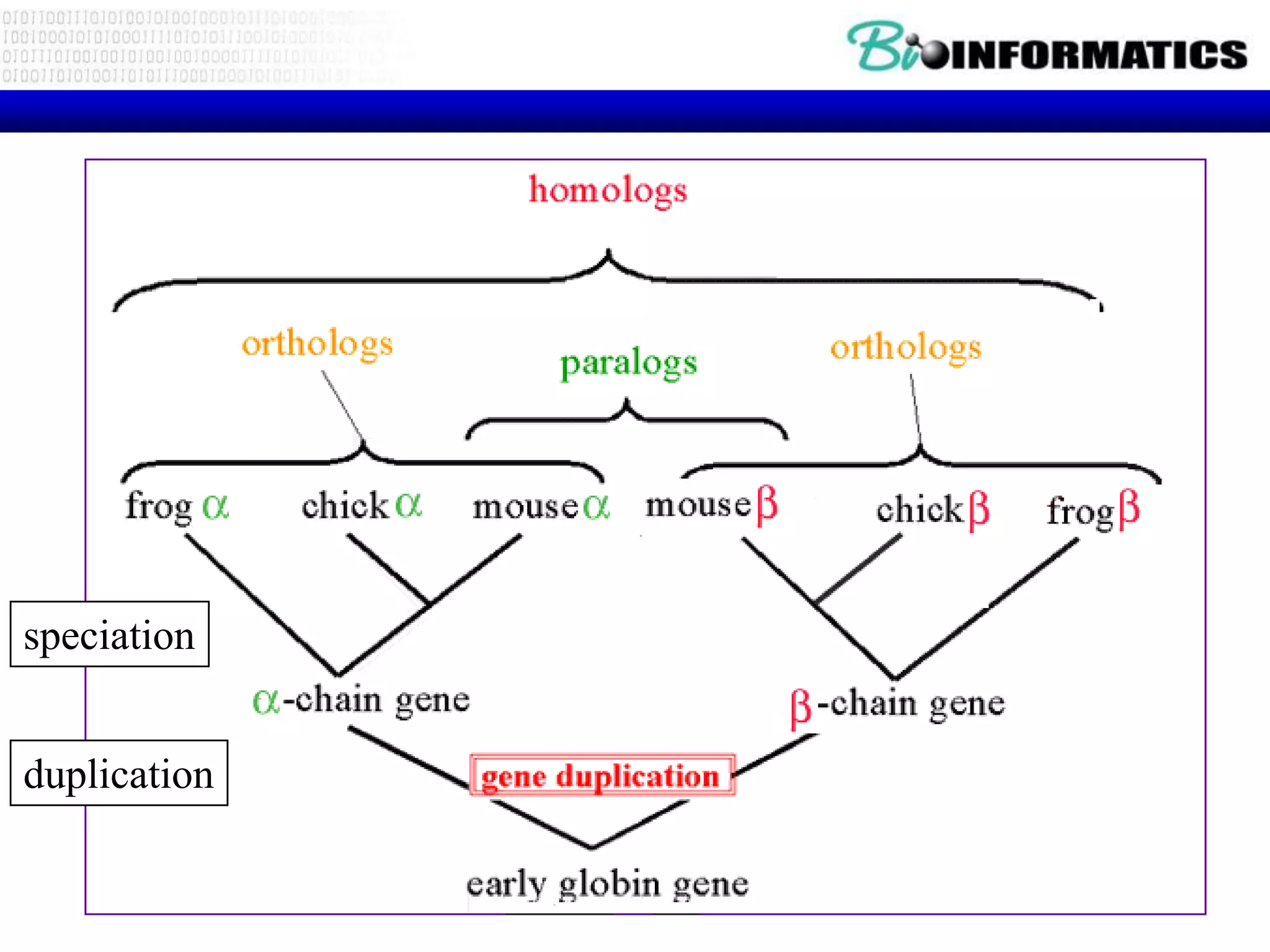 speciation


duplication
 