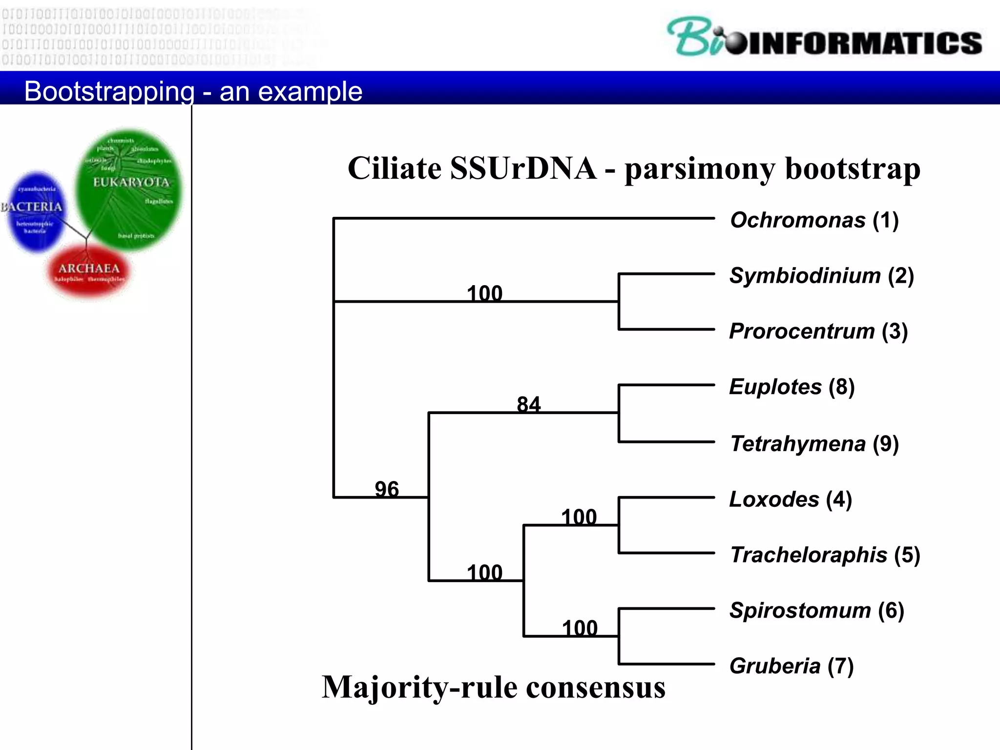 Bootstrapping - an example

                        Ciliate SSUrDNA - parsimony bootstrap
                                                   Ochromonas (1)

                                                   Symbiodinium (2)
                                  100
                                                   Prorocentrum (3)

                                                   Euplotes (8)
                                        84
                                                   Tetrahymena (9)

                             96                    Loxodes (4)
                                             100
                                                   Tracheloraphis (5)
                                  100
                                                   Spirostomum (6)
                                             100
                                                   Gruberia (7)
                      Majority-rule consensus
 