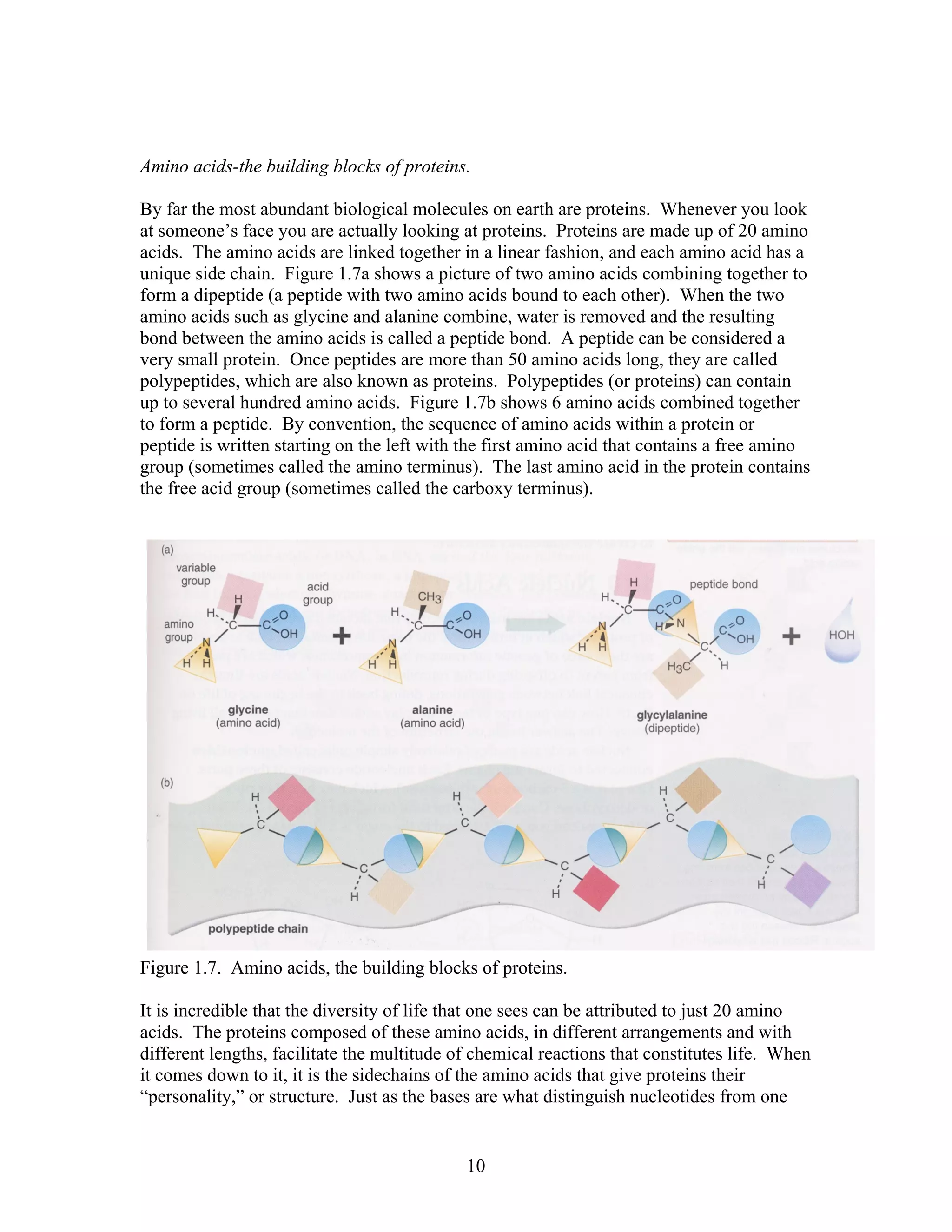 Amino acids-the building blocks of proteins.
By far the most abundant biological molecules on earth are proteins. Whenever you look
at someone’s face you are actually looking at proteins. Proteins are made up of 20 amino
acids. The amino acids are linked together in a linear fashion, and each amino acid has a
unique side chain. Figure 1.7a shows a picture of two amino acids combining together to
form a dipeptide (a peptide with two amino acids bound to each other). When the two
amino acids such as glycine and alanine combine, water is removed and the resulting
bond between the amino acids is called a peptide bond. A peptide can be considered a
very small protein. Once peptides are more than 50 amino acids long, they are called
polypeptides, which are also known as proteins. Polypeptides (or proteins) can contain
up to several hundred amino acids. Figure 1.7b shows 6 amino acids combined together
to form a peptide. By convention, the sequence of amino acids within a protein or
peptide is written starting on the left with the first amino acid that contains a free amino
group (sometimes called the amino terminus). The last amino acid in the protein contains
the free acid group (sometimes called the carboxy terminus).
Figure 1.7. Amino acids, the building blocks of proteins.
It is incredible that the diversity of life that one sees can be attributed to just 20 amino
acids. The proteins composed of these amino acids, in different arrangements and with
different lengths, facilitate the multitude of chemical reactions that constitutes life. When
it comes down to it, it is the sidechains of the amino acids that give proteins their
“personality,” or structure. Just as the bases are what distinguish nucleotides from one
10
 