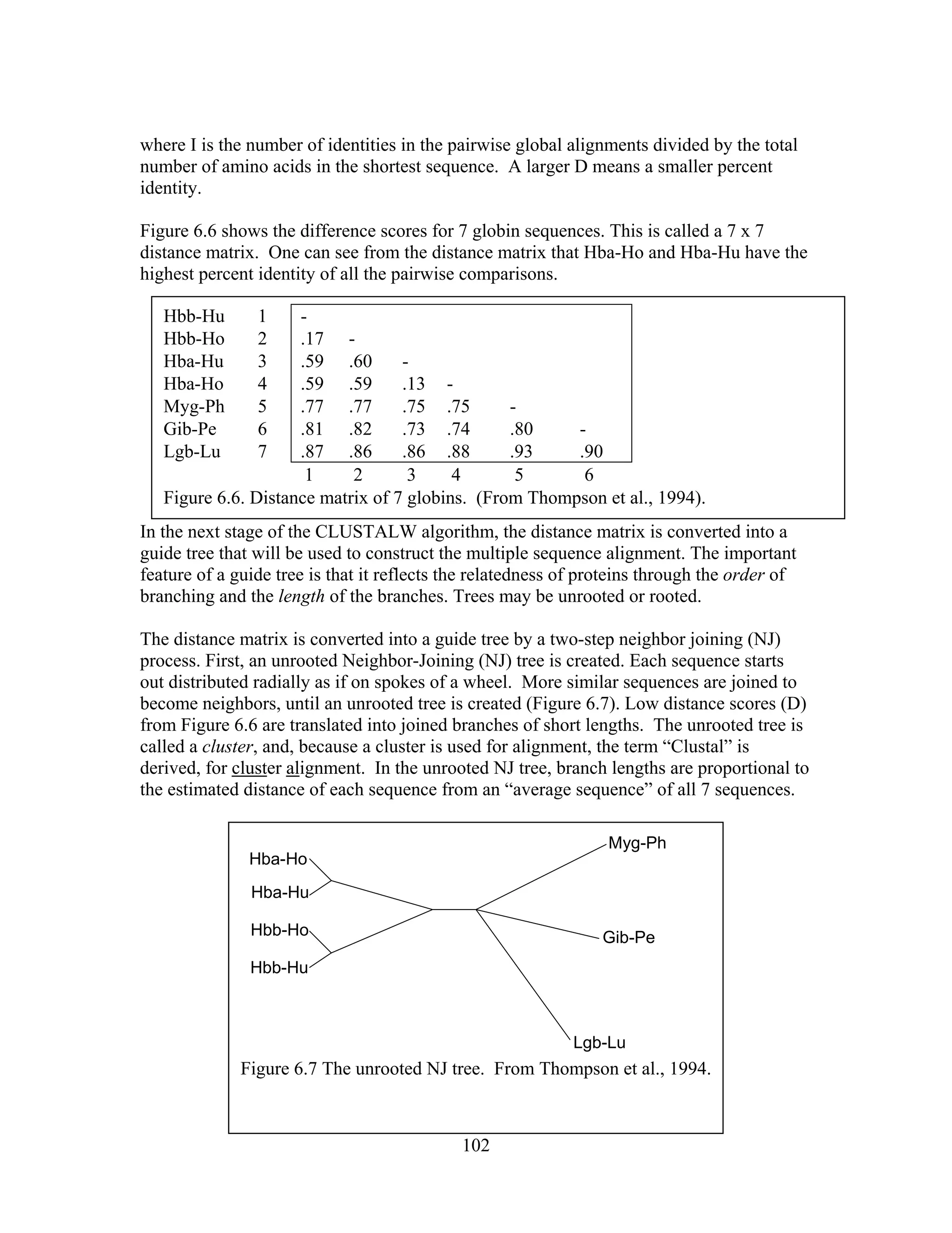 where I is the number of identities in the pairwise global alignments divided by the total
number of amino acids in the shortest sequence. A larger D means a smaller percent
identity.
Figure 6.6 shows the difference scores for 7 globin sequences. This is called a 7 x 7
distance matrix. One can see from the distance matrix that Hba-Ho and Hba-Hu have the
highest percent identity of all the pairwise comparisons.
In the next stage of the CLUSTALW algorithm, the distance matrix is converted into a
guide tree that will be used to construct the multiple sequence alignment. The important
feature of a guide tree is that it reflects the relatedness of proteins through the order of
branching and the length of the branches. Trees may be unrooted or rooted.
Hbb-Hu 1 -
Hbb-Ho 2 .17 -
Hba-Hu 3 .59 .60 -
Hba-Ho 4 .59 .59 .13 -
Myg-Ph 5 .77 .77 .75 .75 -
Gib-Pe 6 .81 .82 .73 .74 .80 -
Lgb-Lu 7 .87 .86 .86 .88 .93 .90
1 2 3 4 5 6
Figure 6.6. Distance matrix of 7 globins. (From Thompson et al., 1994).
The distance matrix is converted into a guide tree by a two-step neighbor joining (NJ)
process. First, an unrooted Neighbor-Joining (NJ) tree is created. Each sequence starts
out distributed radially as if on spokes of a wheel. More similar sequences are joined to
become neighbors, until an unrooted tree is created (Figure 6.7). Low distance scores (D)
from Figure 6.6 are translated into joined branches of short lengths. The unrooted tree is
called a cluster, and, because a cluster is used for alignment, the term “Clustal” is
derived, for cluster alignment. In the unrooted NJ tree, branch lengths are proportional to
the estimated distance of each sequence from an “average sequence” of all 7 sequences.
102
 
Hba-Ho
Hba-Hu
Hbb-Ho
Hbb-Hu
Myg-Ph
Gib-Pe
Lgb-Lu
Figure 6.7 The unrooted NJ tree. From Thompson et al., 1994.
 