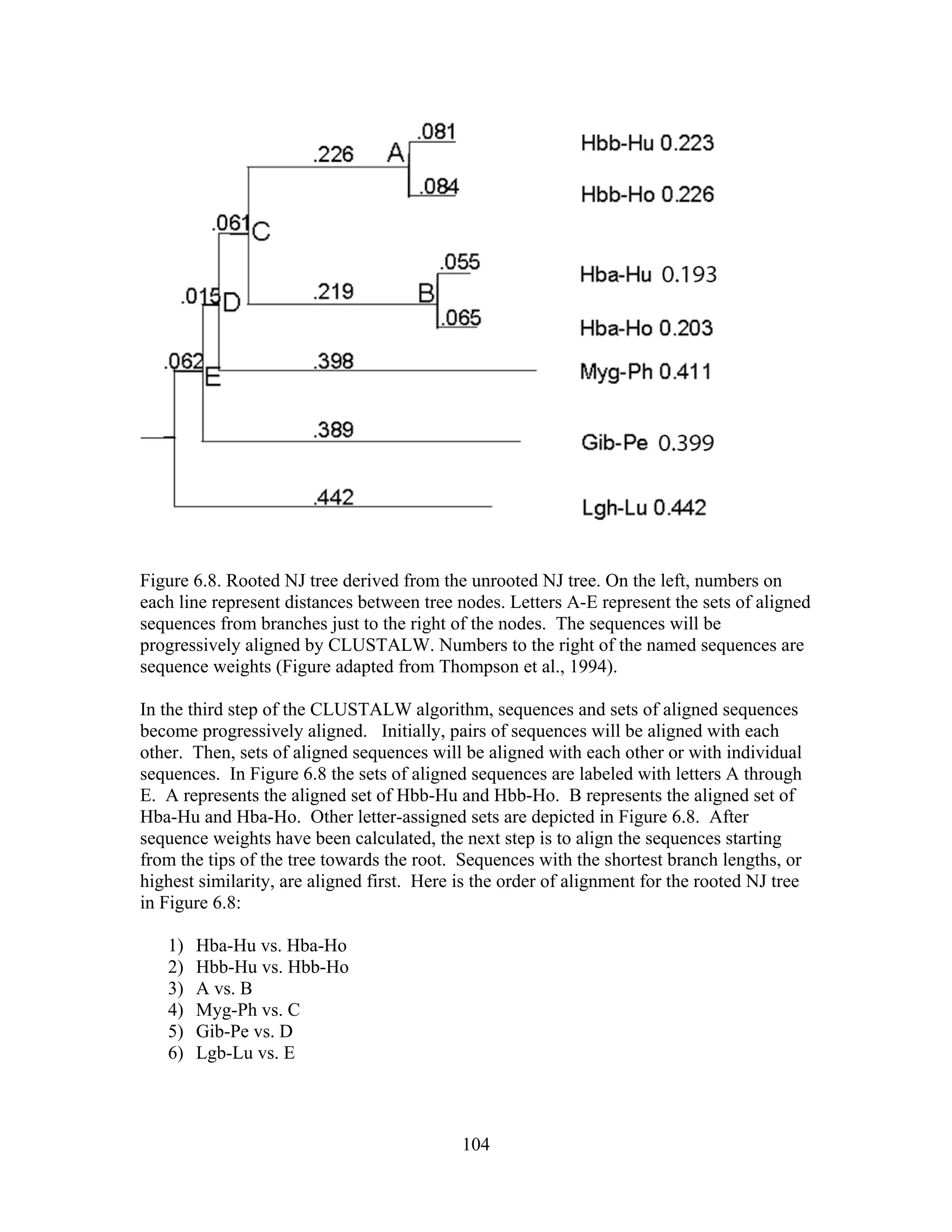Figure 6.8. Rooted NJ tree derived from the unrooted NJ tree. On the left, numbers on
each line represent distances between tree nodes. Letters A-E represent the sets of aligned
sequences from branches just to the right of the nodes. The sequences will be
progressively aligned by CLUSTALW. Numbers to the right of the named sequences are
sequence weights (Figure adapted from Thompson et al., 1994).
In the third step of the CLUSTALW algorithm, sequences and sets of aligned sequences
become progressively aligned. Initially, pairs of sequences will be aligned with each
other. Then, sets of aligned sequences will be aligned with each other or with individual
sequences. In Figure 6.8 the sets of aligned sequences are labeled with letters A through
E. A represents the aligned set of Hbb-Hu and Hbb-Ho. B represents the aligned set of
Hba-Hu and Hba-Ho. Other letter-assigned sets are depicted in Figure 6.8. After
sequence weights have been calculated, the next step is to align the sequences starting
from the tips of the tree towards the root. Sequences with the shortest branch lengths, or
highest similarity, are aligned first. Here is the order of alignment for the rooted NJ tree
in Figure 6.8:
1) Hba-Hu vs. Hba-Ho
2) Hbb-Hu vs. Hbb-Ho
3) A vs. B
4) Myg-Ph vs. C
5) Gib-Pe vs. D
6) Lgb-Lu vs. E
104
 