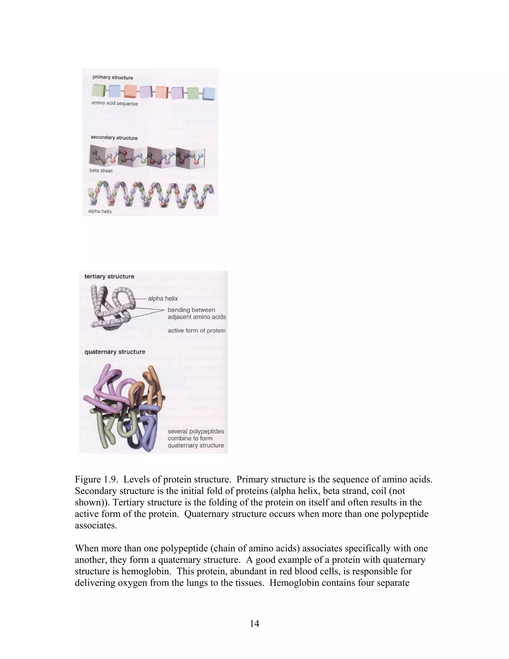 Figure 1.9. Levels of protein structure. Primary structure is the sequence of amino acids.
Secondary structure is the initial fold of proteins (alpha helix, beta strand, coil (not
shown)). Tertiary structure is the folding of the protein on itself and often results in the
active form of the protein. Quaternary structure occurs when more than one polypeptide
associates.
When more than one polypeptide (chain of amino acids) associates specifically with one
another, they form a quaternary structure. A good example of a protein with quaternary
structure is hemoglobin. This protein, abundant in red blood cells, is responsible for
delivering oxygen from the lungs to the tissues. Hemoglobin contains four separate
14
 