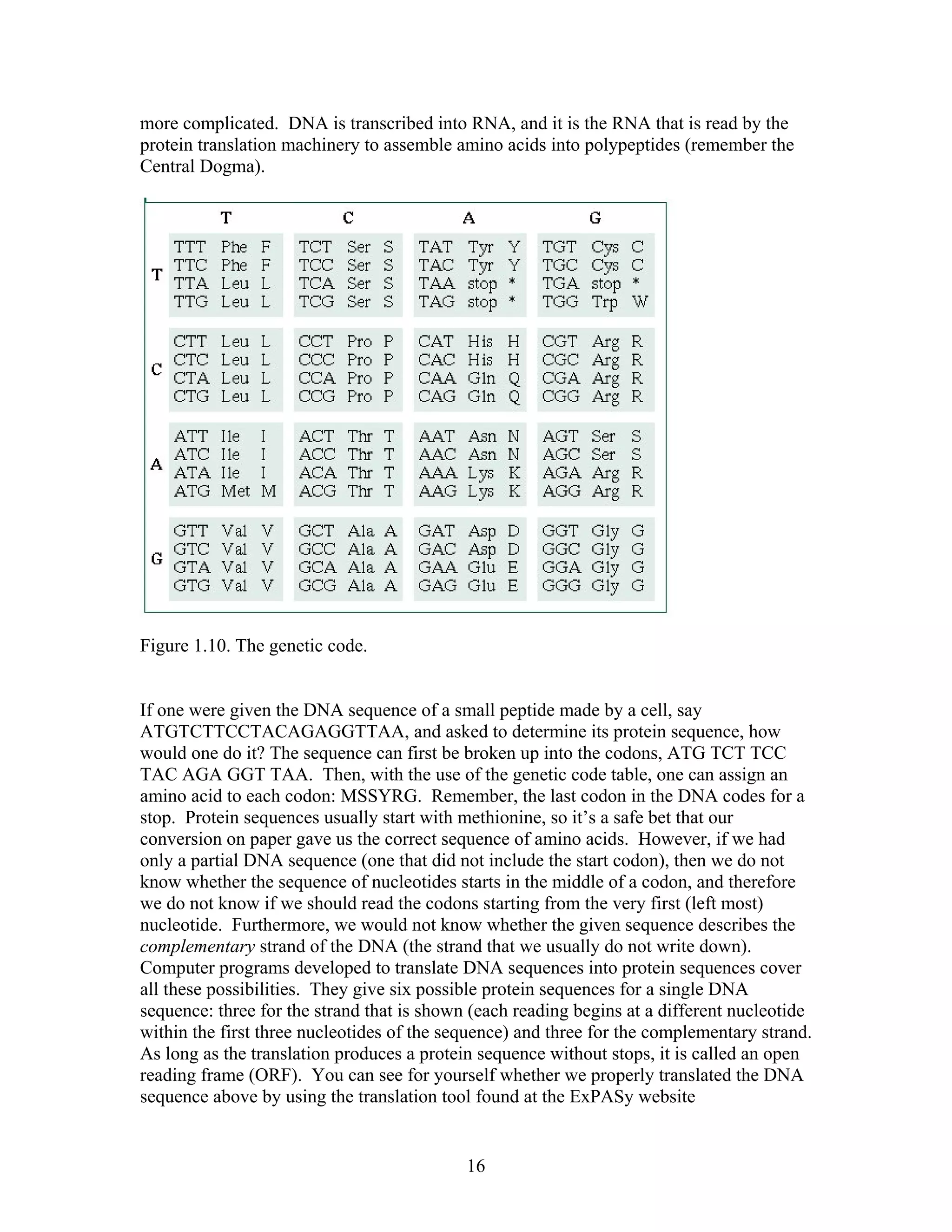 more complicated. DNA is transcribed into RNA, and it is the RNA that is read by the
protein translation machinery to assemble amino acids into polypeptides (remember the
Central Dogma).
Figure 1.10. The genetic code.
If one were given the DNA sequence of a small peptide made by a cell, say
ATGTCTTCCTACAGAGGTTAA, and asked to determine its protein sequence, how
would one do it? The sequence can first be broken up into the codons, ATG TCT TCC
TAC AGA GGT TAA. Then, with the use of the genetic code table, one can assign an
amino acid to each codon: MSSYRG. Remember, the last codon in the DNA codes for a
stop. Protein sequences usually start with methionine, so it’s a safe bet that our
conversion on paper gave us the correct sequence of amino acids. However, if we had
only a partial DNA sequence (one that did not include the start codon), then we do not
know whether the sequence of nucleotides starts in the middle of a codon, and therefore
we do not know if we should read the codons starting from the very first (left most)
nucleotide. Furthermore, we would not know whether the given sequence describes the
complementary strand of the DNA (the strand that we usually do not write down).
Computer programs developed to translate DNA sequences into protein sequences cover
all these possibilities. They give six possible protein sequences for a single DNA
sequence: three for the strand that is shown (each reading begins at a different nucleotide
within the first three nucleotides of the sequence) and three for the complementary strand.
As long as the translation produces a protein sequence without stops, it is called an open
reading frame (ORF). You can see for yourself whether we properly translated the DNA
sequence above by using the translation tool found at the ExPASy website
16
 