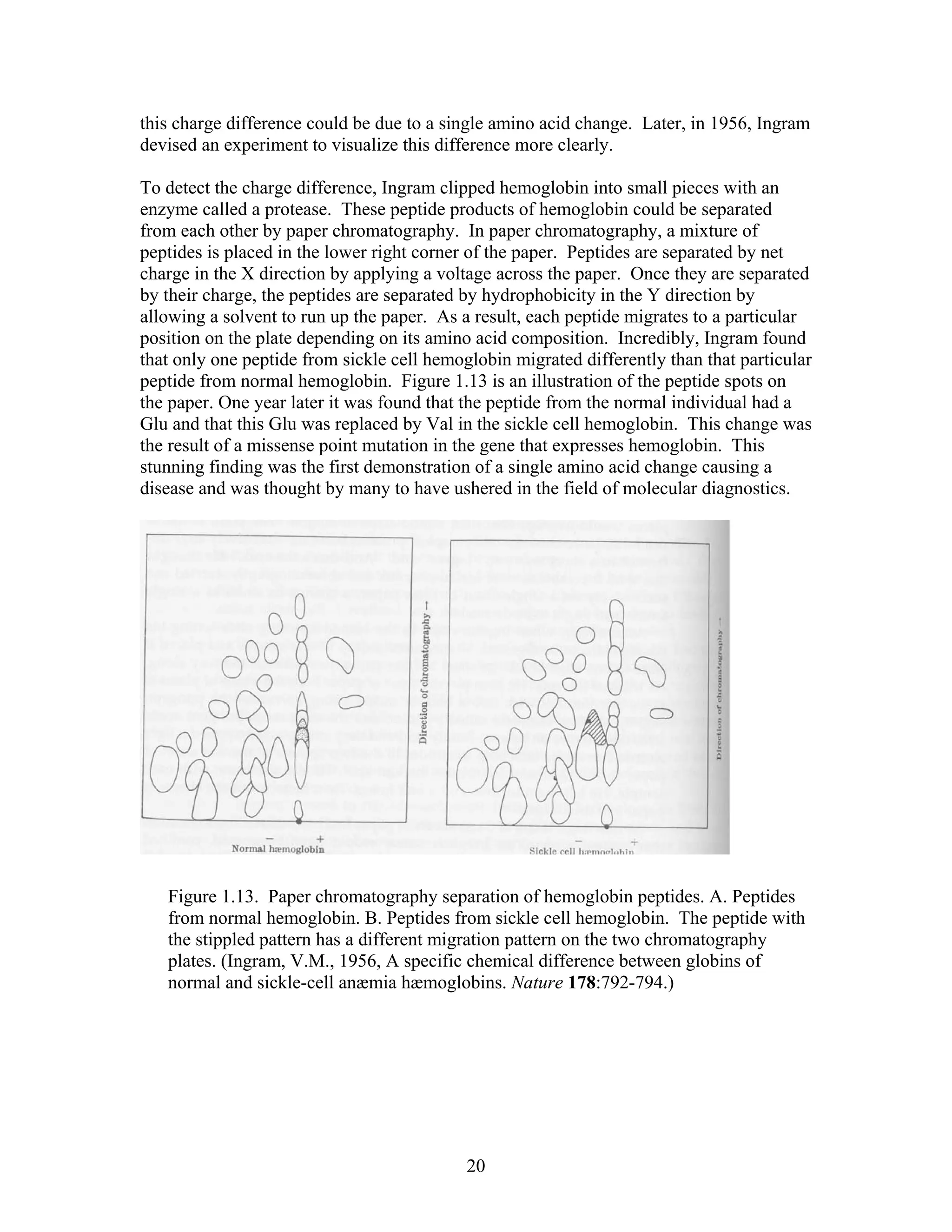 this charge difference could be due to a single amino acid change. Later, in 1956, Ingram
devised an experiment to visualize this difference more clearly.
To detect the charge difference, Ingram clipped hemoglobin into small pieces with an
enzyme called a protease. These peptide products of hemoglobin could be separated
from each other by paper chromatography. In paper chromatography, a mixture of
peptides is placed in the lower right corner of the paper. Peptides are separated by net
charge in the X direction by applying a voltage across the paper. Once they are separated
by their charge, the peptides are separated by hydrophobicity in the Y direction by
allowing a solvent to run up the paper. As a result, each peptide migrates to a particular
position on the plate depending on its amino acid composition. Incredibly, Ingram found
that only one peptide from sickle cell hemoglobin migrated differently than that particular
peptide from normal hemoglobin. Figure 1.13 is an illustration of the peptide spots on
the paper. One year later it was found that the peptide from the normal individual had a
Glu and that this Glu was replaced by Val in the sickle cell hemoglobin. This change was
the result of a missense point mutation in the gene that expresses hemoglobin. This
stunning finding was the first demonstration of a single amino acid change causing a
disease and was thought by many to have ushered in the field of molecular diagnostics.
Figure 1.13. Paper chromatography separation of hemoglobin peptides. A. Peptides
from normal hemoglobin. B. Peptides from sickle cell hemoglobin. The peptide with
the stippled pattern has a different migration pattern on the two chromatography
plates. (Ingram, V.M., 1956, A specific chemical difference between globins of
normal and sickle-cell anæmia hæmoglobins. Nature 178:792-794.)
20
 
