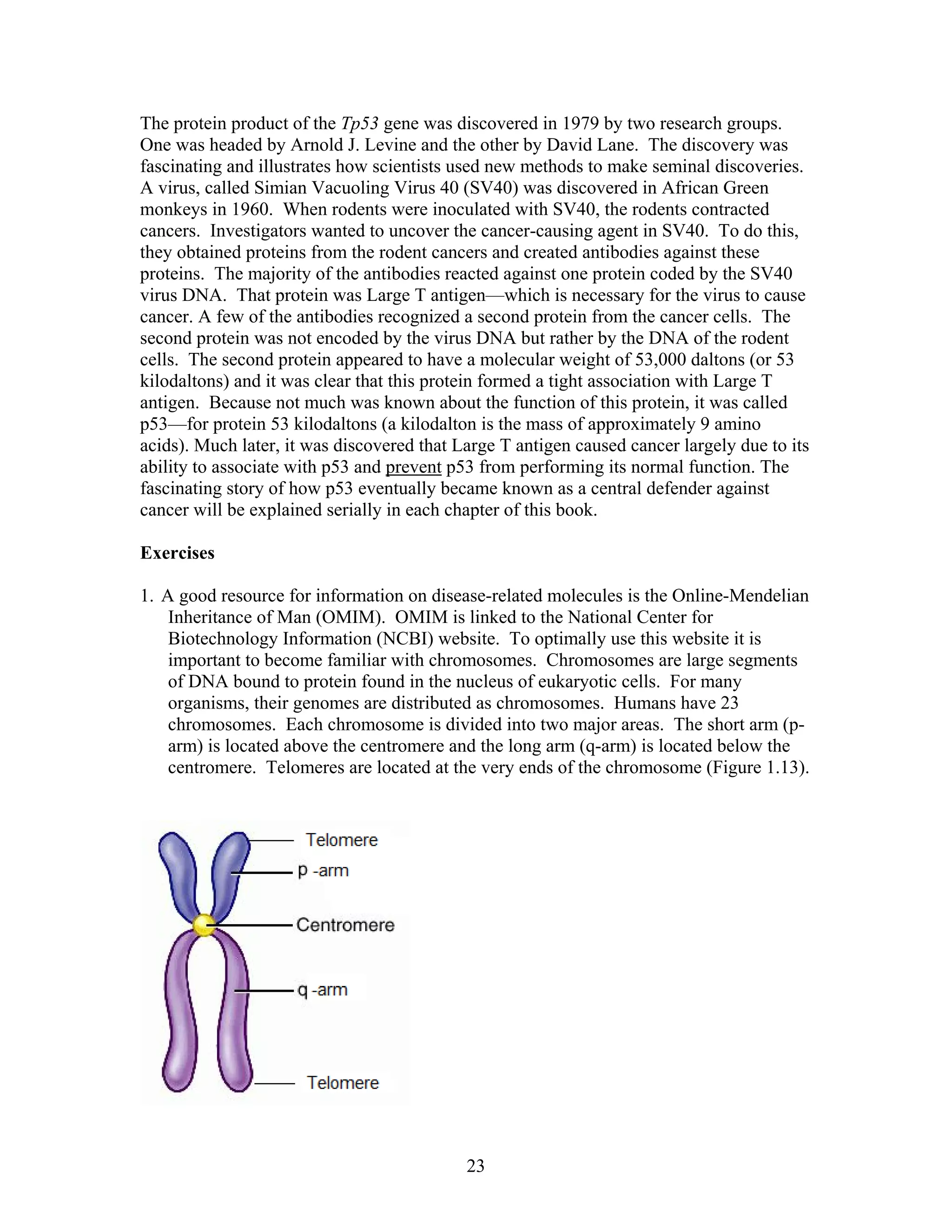 The protein product of the Tp53 gene was discovered in 1979 by two research groups.
One was headed by Arnold J. Levine and the other by David Lane. The discovery was
fascinating and illustrates how scientists used new methods to make seminal discoveries.
A virus, called Simian Vacuoling Virus 40 (SV40) was discovered in African Green
monkeys in 1960. When rodents were inoculated with SV40, the rodents contracted
cancers. Investigators wanted to uncover the cancer-causing agent in SV40. To do this,
they obtained proteins from the rodent cancers and created antibodies against these
proteins. The majority of the antibodies reacted against one protein coded by the SV40
virus DNA. That protein was Large T antigen—which is necessary for the virus to cause
cancer. A few of the antibodies recognized a second protein from the cancer cells. The
second protein was not encoded by the virus DNA but rather by the DNA of the rodent
cells. The second protein appeared to have a molecular weight of 53,000 daltons (or 53
kilodaltons) and it was clear that this protein formed a tight association with Large T
antigen. Because not much was known about the function of this protein, it was called
p53—for protein 53 kilodaltons (a kilodalton is the mass of approximately 9 amino
acids). Much later, it was discovered that Large T antigen caused cancer largely due to its
ability to associate with p53 and prevent p53 from performing its normal function. The
fascinating story of how p53 eventually became known as a central defender against
cancer will be explained serially in each chapter of this book.
Exercises
1. A good resource for information on disease-related molecules is the Online-Mendelian
Inheritance of Man (OMIM). OMIM is linked to the National Center for
Biotechnology Information (NCBI) website. To optimally use this website it is
important to become familiar with chromosomes. Chromosomes are large segments
of DNA bound to protein found in the nucleus of eukaryotic cells. For many
organisms, their genomes are distributed as chromosomes. Humans have 23
chromosomes. Each chromosome is divided into two major areas. The short arm (p-
arm) is located above the centromere and the long arm (q-arm) is located below the
centromere. Telomeres are located at the very ends of the chromosome (Figure 1.13).
23
 