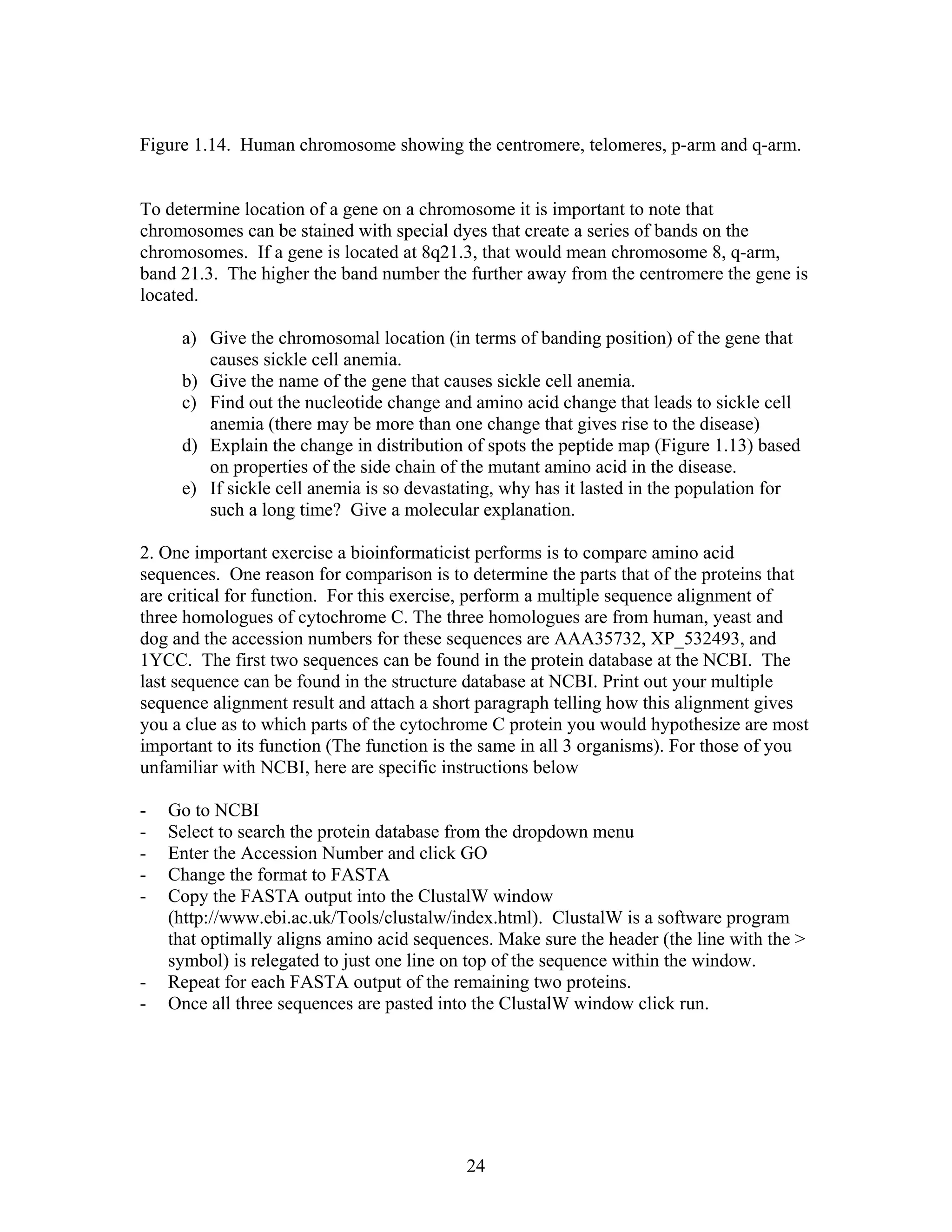 Figure 1.14. Human chromosome showing the centromere, telomeres, p-arm and q-arm.
To determine location of a gene on a chromosome it is important to note that
chromosomes can be stained with special dyes that create a series of bands on the
chromosomes. If a gene is located at 8q21.3, that would mean chromosome 8, q-arm,
band 21.3. The higher the band number the further away from the centromere the gene is
located.
a) Give the chromosomal location (in terms of banding position) of the gene that
causes sickle cell anemia.
b) Give the name of the gene that causes sickle cell anemia.
c) Find out the nucleotide change and amino acid change that leads to sickle cell
anemia (there may be more than one change that gives rise to the disease)
d) Explain the change in distribution of spots the peptide map (Figure 1.13) based
on properties of the side chain of the mutant amino acid in the disease.
e) If sickle cell anemia is so devastating, why has it lasted in the population for
such a long time? Give a molecular explanation.
2. One important exercise a bioinformaticist performs is to compare amino acid
sequences. One reason for comparison is to determine the parts that of the proteins that
are critical for function. For this exercise, perform a multiple sequence alignment of
three homologues of cytochrome C. The three homologues are from human, yeast and
dog and the accession numbers for these sequences are AAA35732, XP_532493, and
1YCC. The first two sequences can be found in the protein database at the NCBI. The
last sequence can be found in the structure database at NCBI. Print out your multiple
sequence alignment result and attach a short paragraph telling how this alignment gives
you a clue as to which parts of the cytochrome C protein you would hypothesize are most
important to its function (The function is the same in all 3 organisms). For those of you
unfamiliar with NCBI, here are specific instructions below
- Go to NCBI
- Select to search the protein database from the dropdown menu
- Enter the Accession Number and click GO
- Change the format to FASTA
- Copy the FASTA output into the ClustalW window
(http://www.ebi.ac.uk/Tools/clustalw/index.html). ClustalW is a software program
that optimally aligns amino acid sequences. Make sure the header (the line with the >
symbol) is relegated to just one line on top of the sequence within the window.
- Repeat for each FASTA output of the remaining two proteins.
- Once all three sequences are pasted into the ClustalW window click run.
24
 